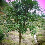 福建永福花卉桂花种植基地批发直销 品质与价格的完美平衡