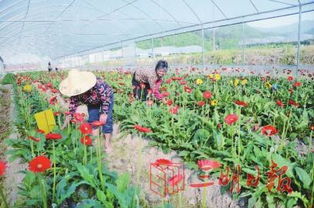 永安 种植花卉促村财增收的绿色发展之路