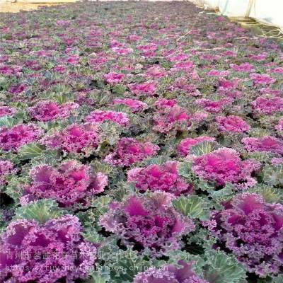 羽衣甘蓝出售,羽衣甘蓝种植销售,羽衣甘蓝种子