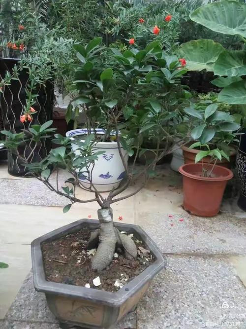 近几年,我在自已阳台种植栽培的花卉,供大家分享.拍摄:袁兴生