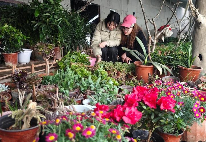 团结镇东海子村:大棚花卉种植 铺就芬芳致富路